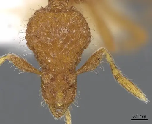 Strumigenys enkara - CASENT0914707