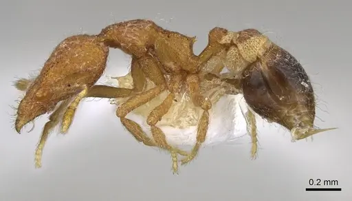 Strumigenys enkara - CASENT0914707