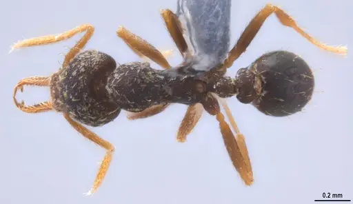 Strumigenys enopla specimen