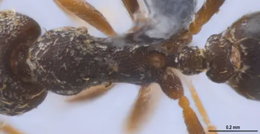 Strumigenys enopla specimen