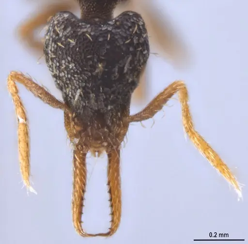 Strumigenys enopla specimen