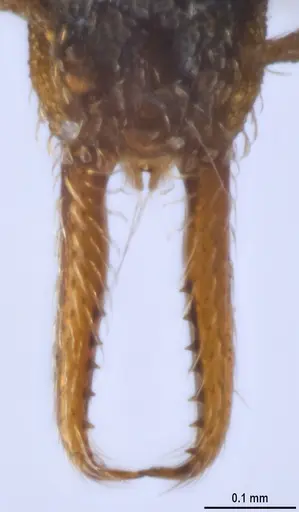 Strumigenys enopla - ANTWEB1053272