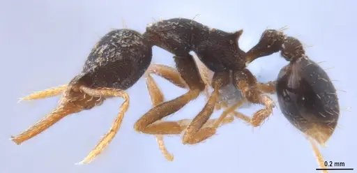 Strumigenys enopla - ANTWEB1053272