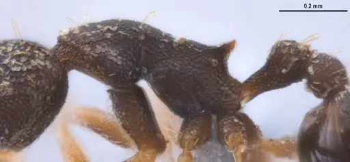 Strumigenys enopla - ANTWEB1053272