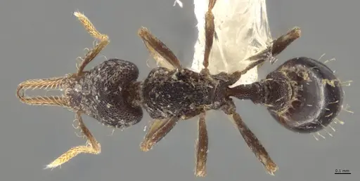 Strumigenys enopla - CASENT0627569