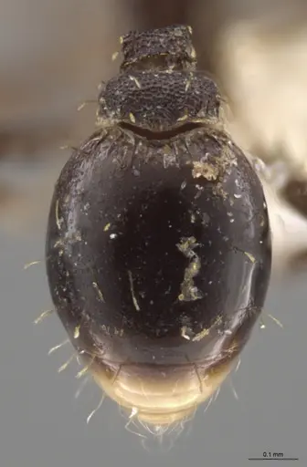 Strumigenys enopla - CASENT0627569