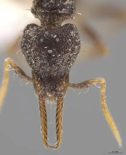 Strumigenys enopla - CASENT0627569