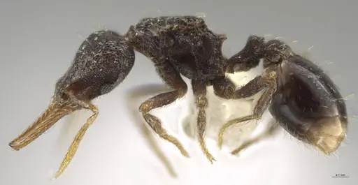 Strumigenys enopla - CASENT0627569