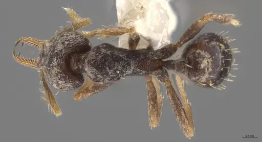 Strumigenys enopla - CASENT0630519