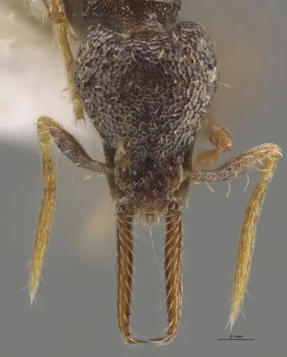 Strumigenys enopla - CASENT0630519