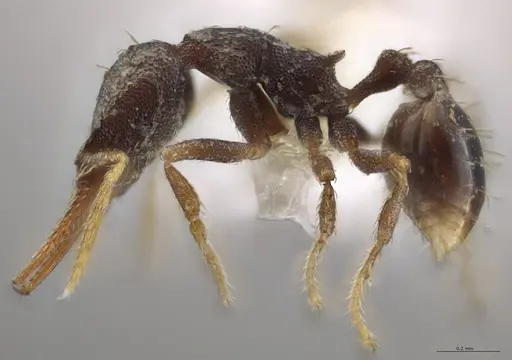 Strumigenys enopla - CASENT0630519