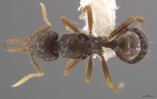 Strumigenys enopla - CASENT0651008