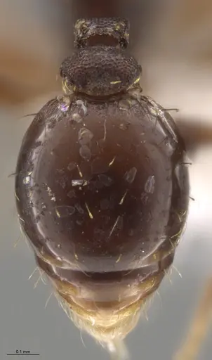 Strumigenys enopla - CASENT0651008