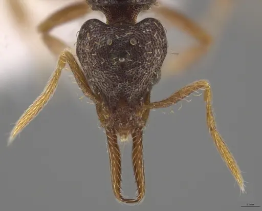 Strumigenys enopla - CASENT0651008