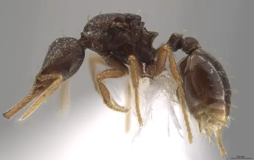 Strumigenys enopla - CASENT0651008