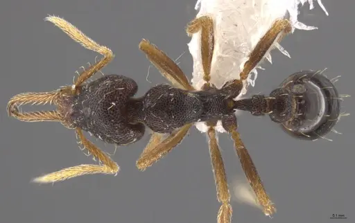 Strumigenys enopla - CASENT0651010