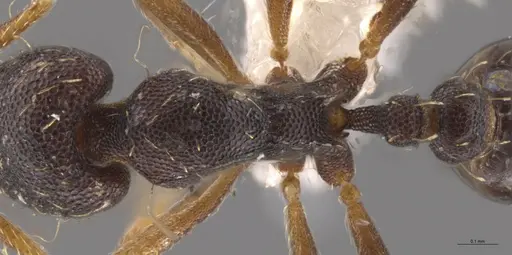 Strumigenys enopla - CASENT0651010