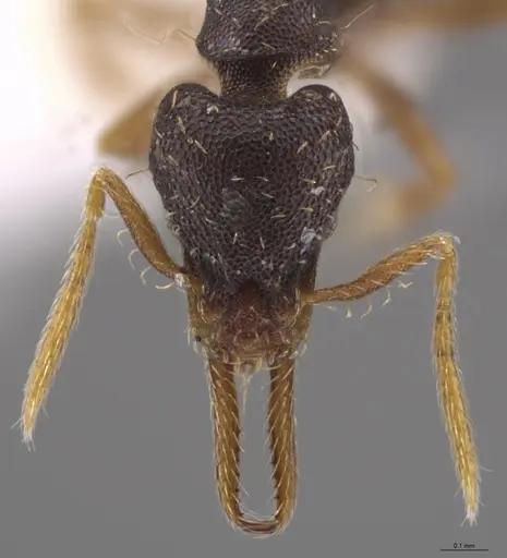 Strumigenys enopla - CASENT0651010