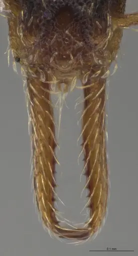 Strumigenys enopla - CASENT0651010