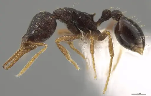 Strumigenys enopla - CASENT0651010