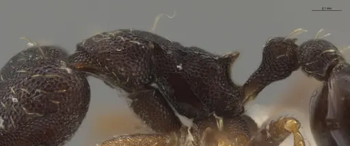 Strumigenys enopla - CASENT0651010