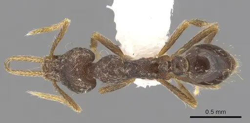 Strumigenys enopla - CASENT0900177