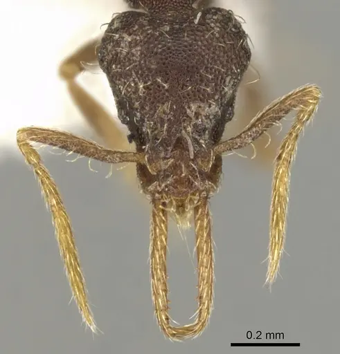 Strumigenys enopla - CASENT0900177