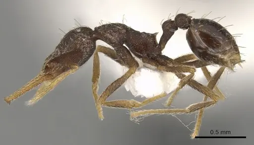 Strumigenys enopla - CASENT0900177