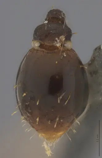 Strumigenys enopla - CASENT4036144