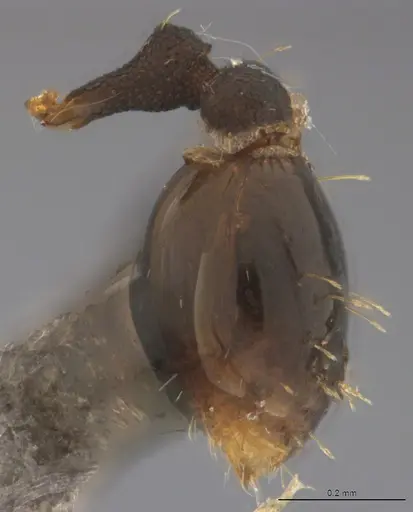 Strumigenys enopla - CASENT4036144