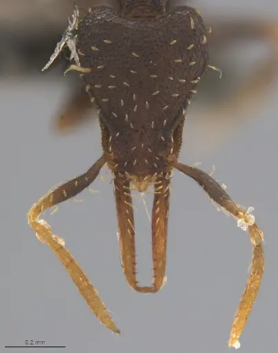 Strumigenys enopla - CASENT4036144