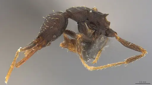 Strumigenys enopla - CASENT4036144