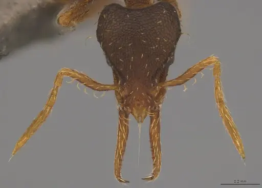 Strumigenys enopla - CASENT4036145