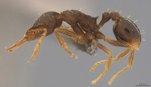 Strumigenys enopla - CASENT4036145