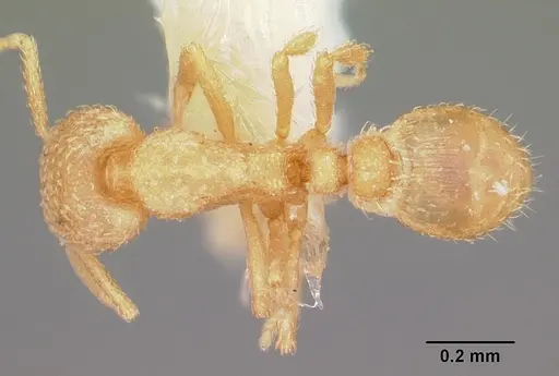 Strumigenys epelys specimen