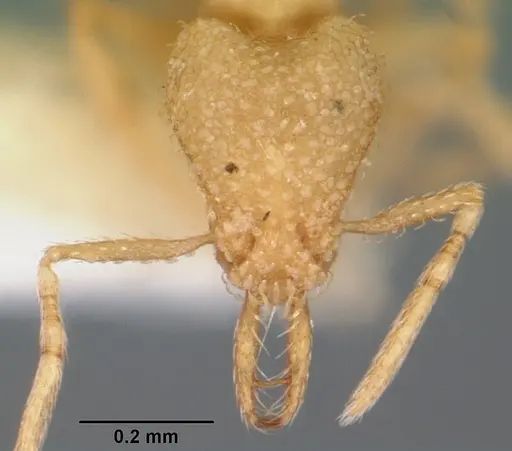 Strumigenys epelys specimen