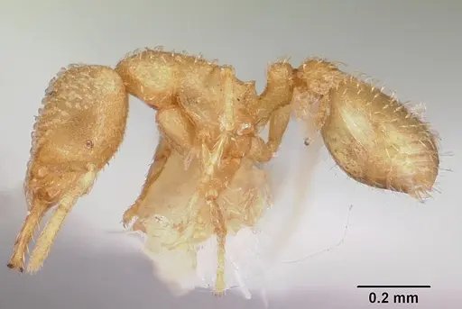 Strumigenys epelys specimen