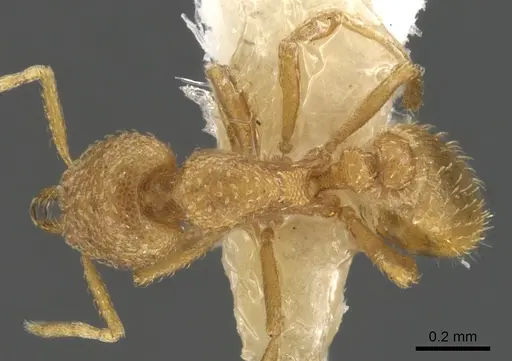 Strumigenys epelys - CASENT0900475