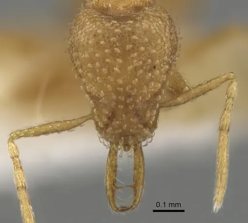 Strumigenys epelys - CASENT0900475