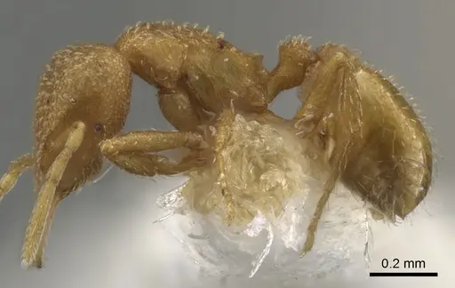 Strumigenys epelys - CASENT0900475