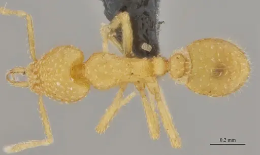 Strumigenys epelys - UFV-LABECOL-008548