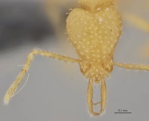 Strumigenys epelys - UFV-LABECOL-008548