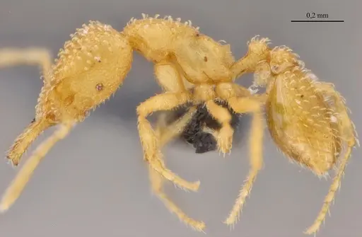 Strumigenys epelys - UFV-LABECOL-008548