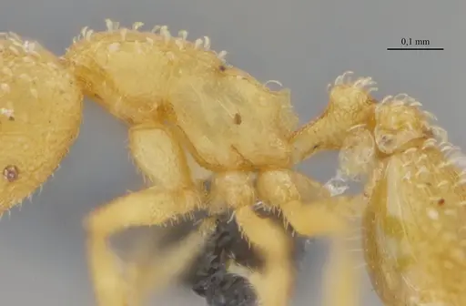 Strumigenys epelys - UFV-LABECOL-008548