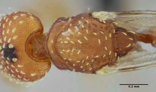 Strumigenys epinotalis specimen
