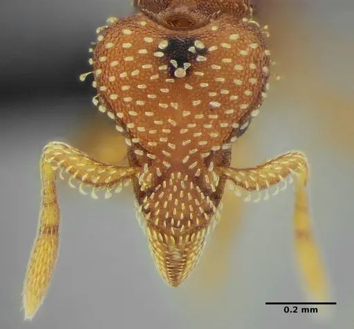 Strumigenys epinotalis specimen