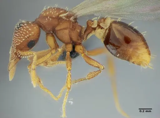 Strumigenys epinotalis specimen