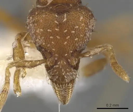 Strumigenys epipola specimen