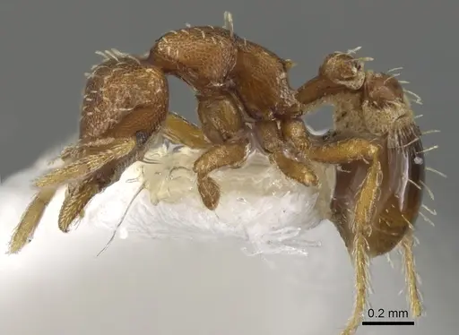 Strumigenys epipola specimen