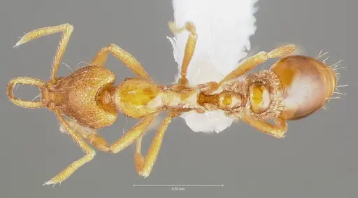 Strumigenys epulo specimen